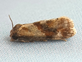 Gynnidomorpha permixtana